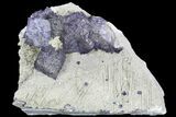 Cubic Fluorite Crystals on Matrix - Elmwood Mine #89955-1